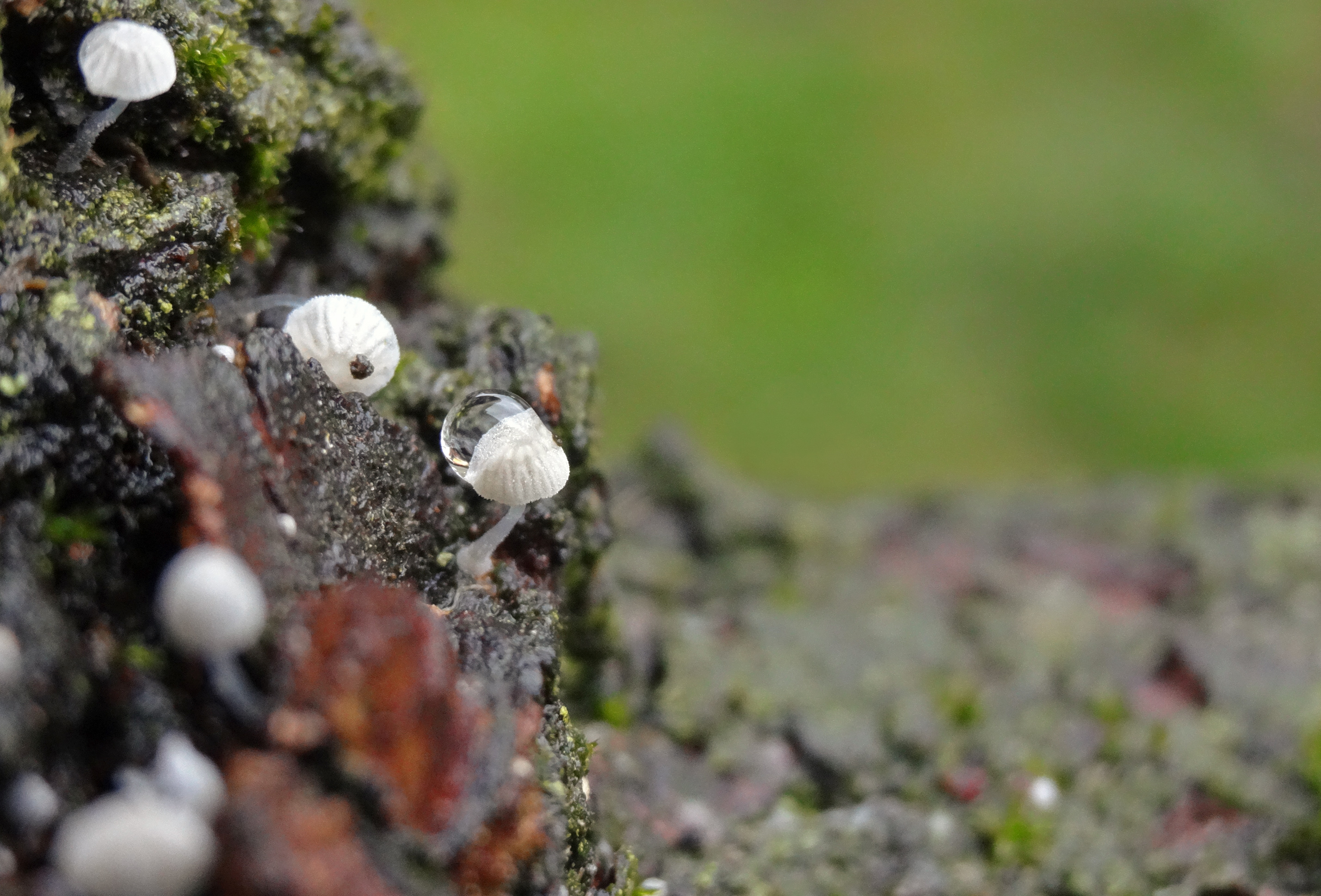 Minuscule paddestoeltjes