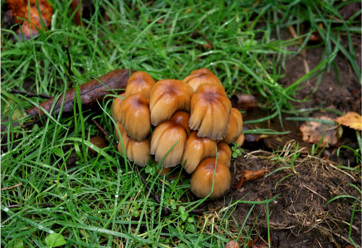 groepje Glimmer inktzwammen