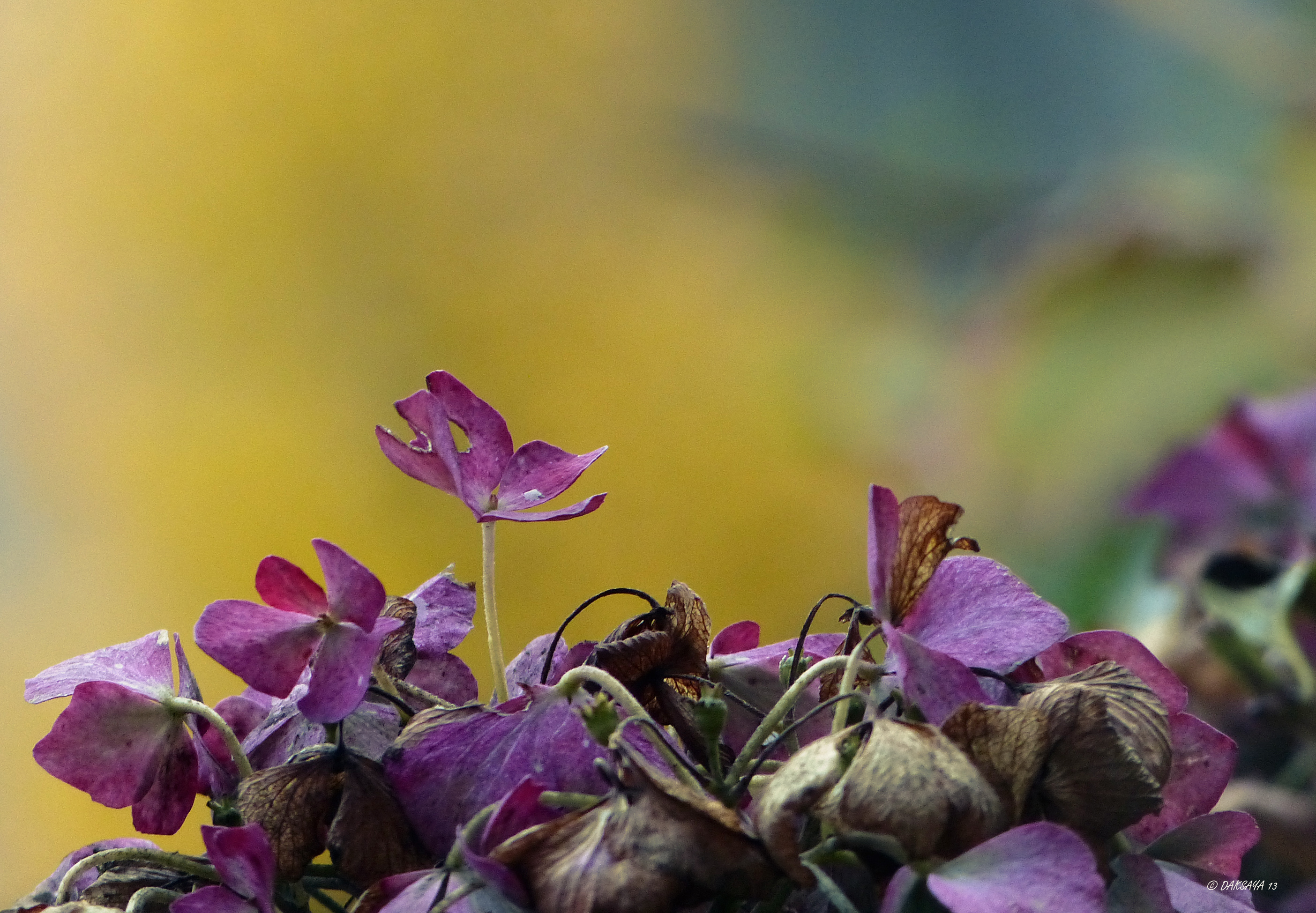 Hortensia