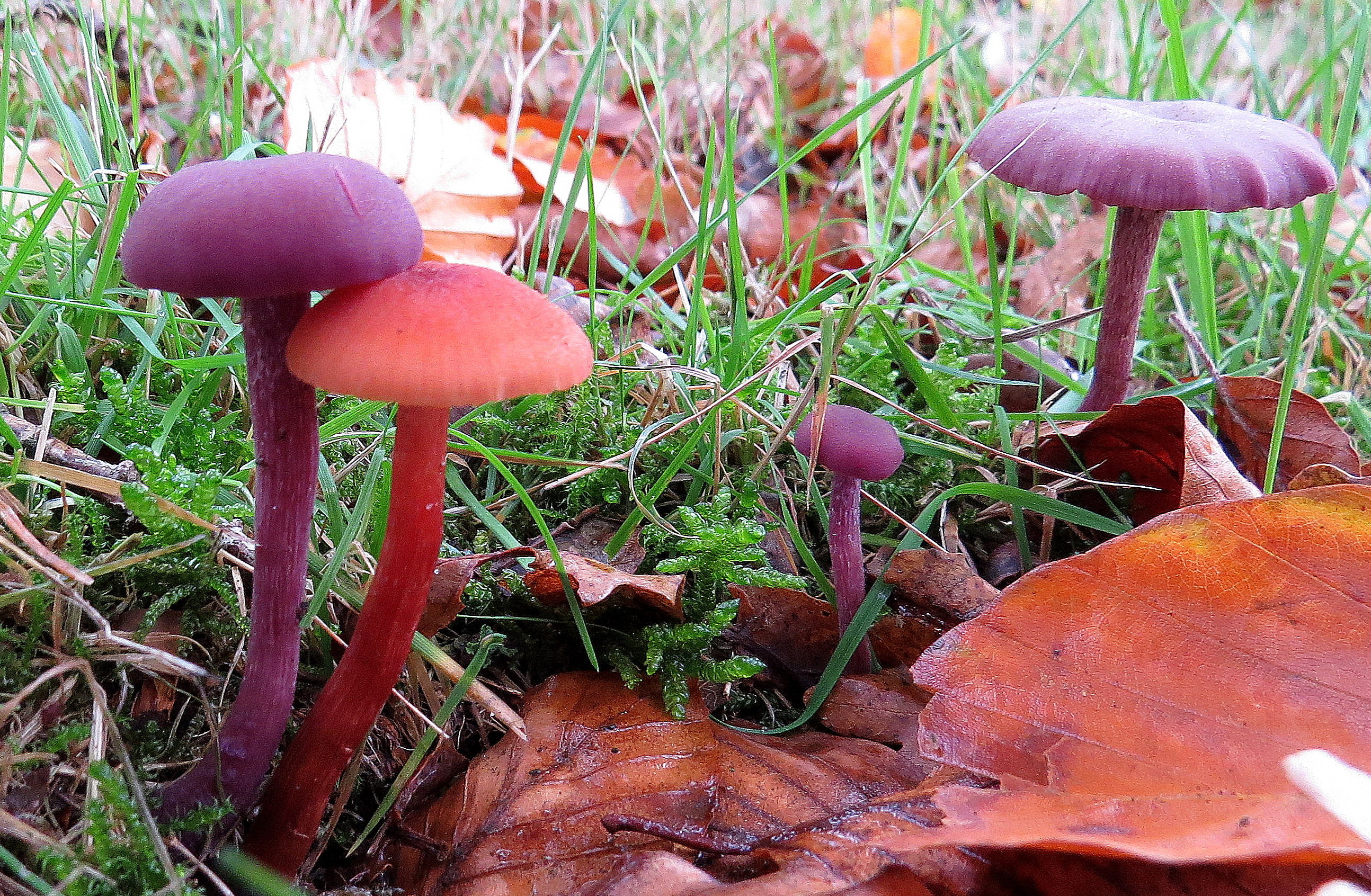 Bijzondere herfstkleuren