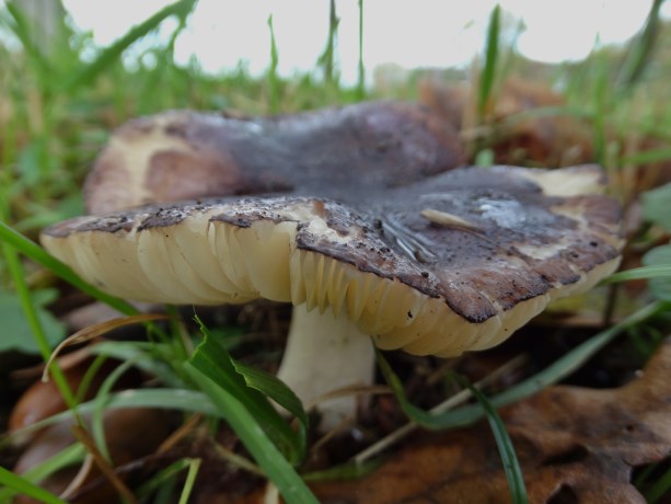 Russula onderkant?