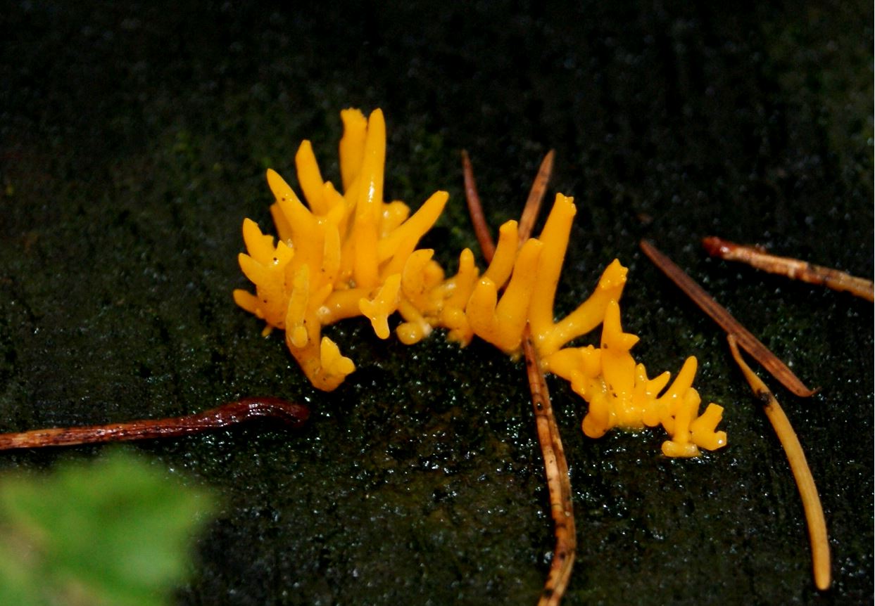 geel koraalzwammetje
