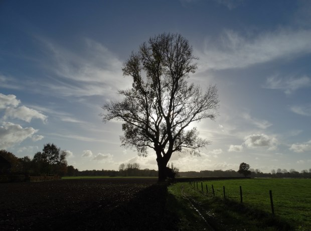 Boom met tegenlicht