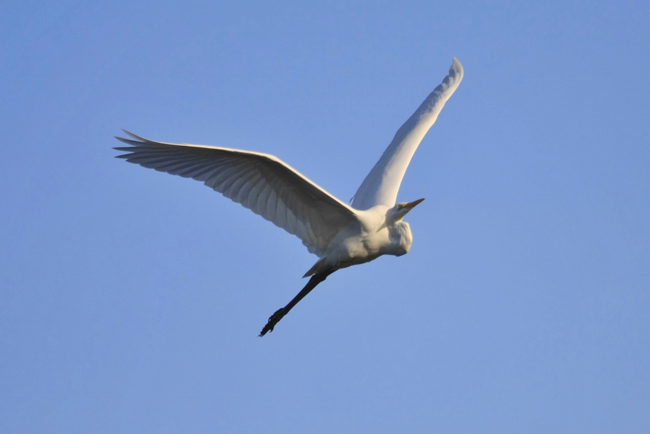 Witte reiger