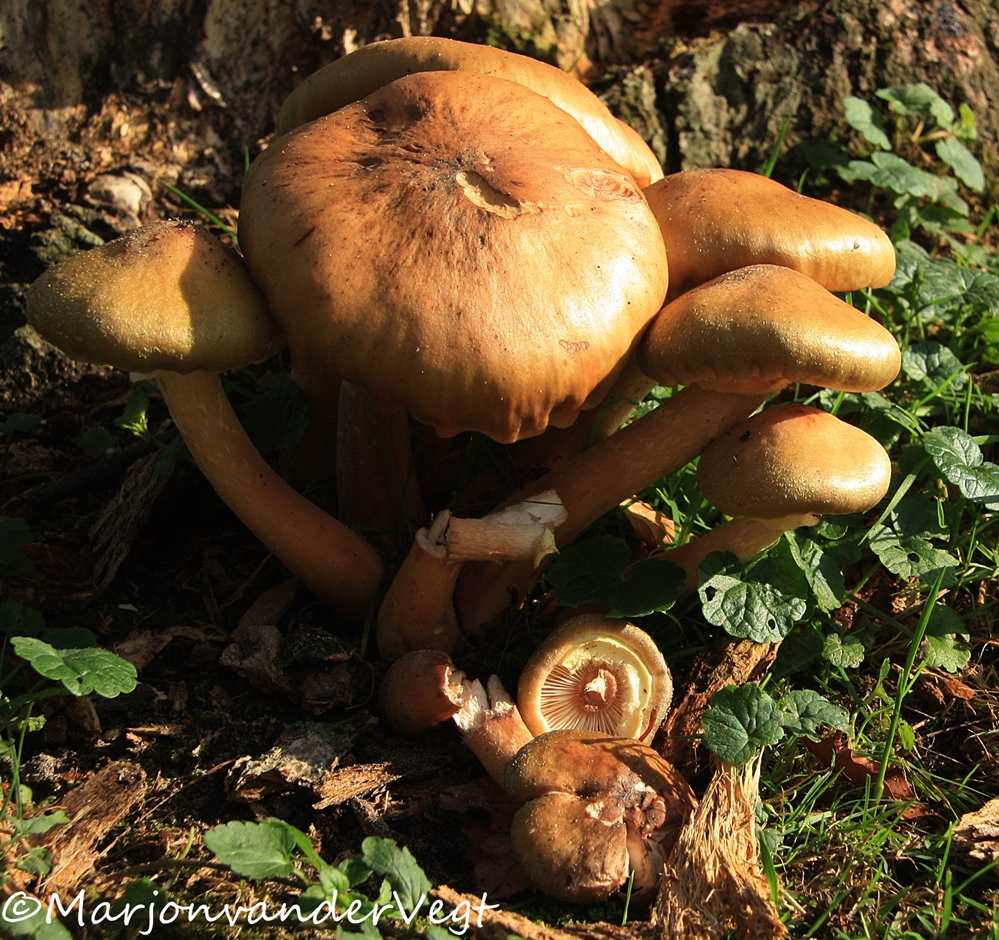 Hele familie tezamen 