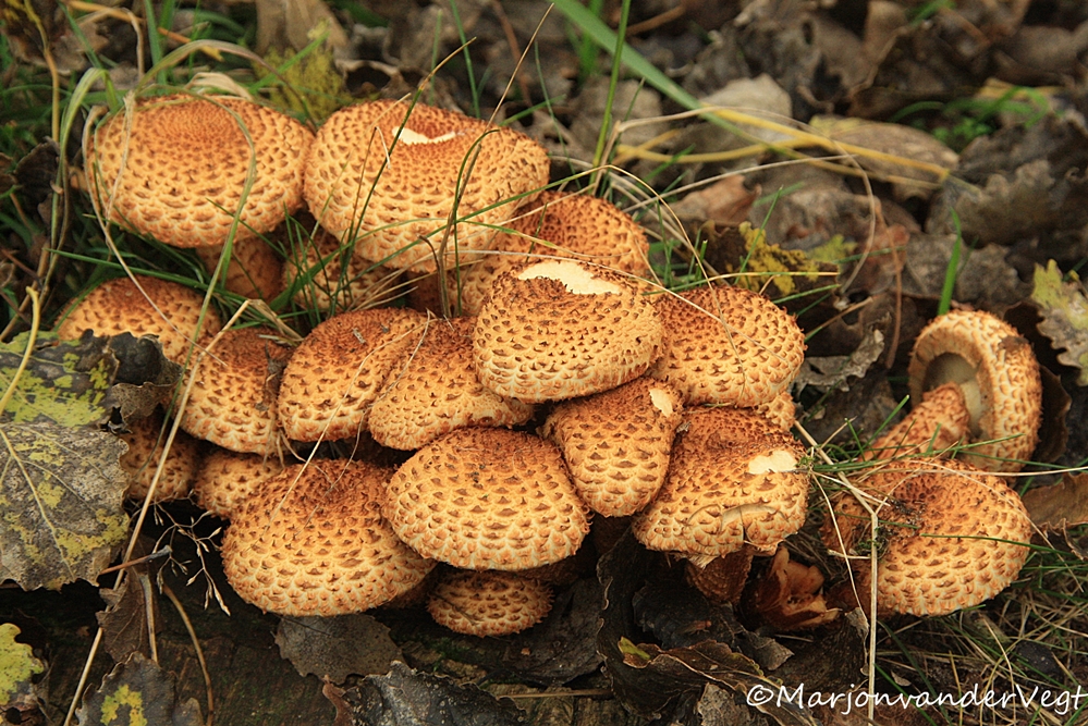 Geschubde honingzwammen
