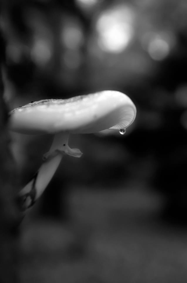 Herfstdruppel