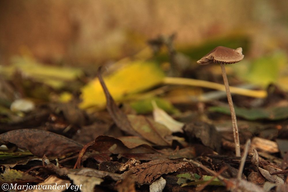 Eenzaam maar niet ...