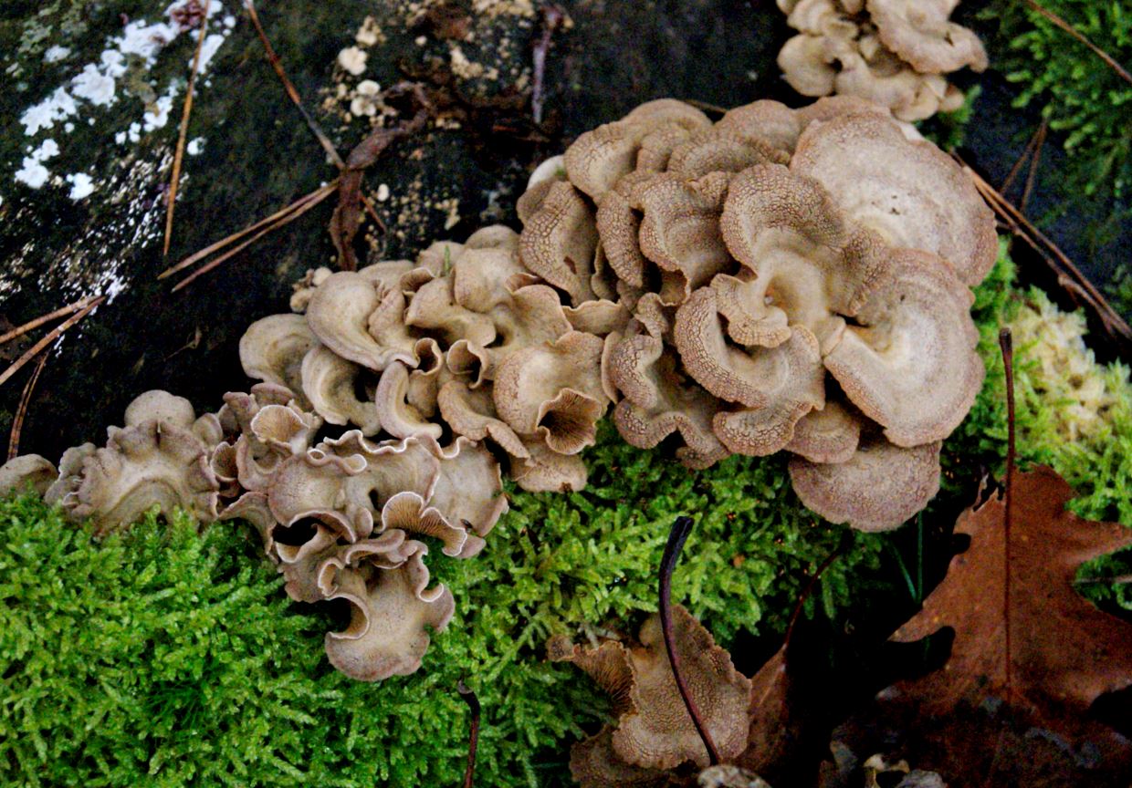 zwammen op boomstronk