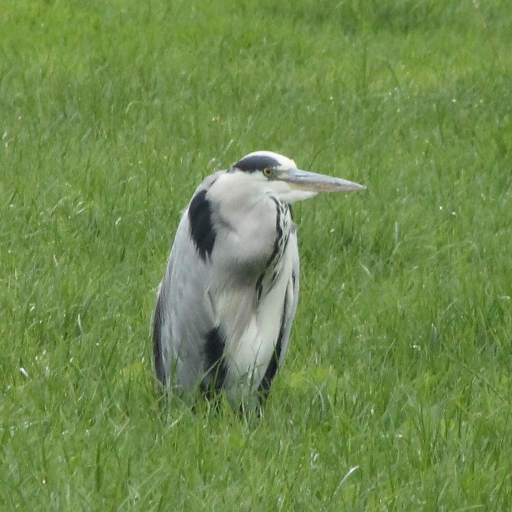 Blauwe reiger