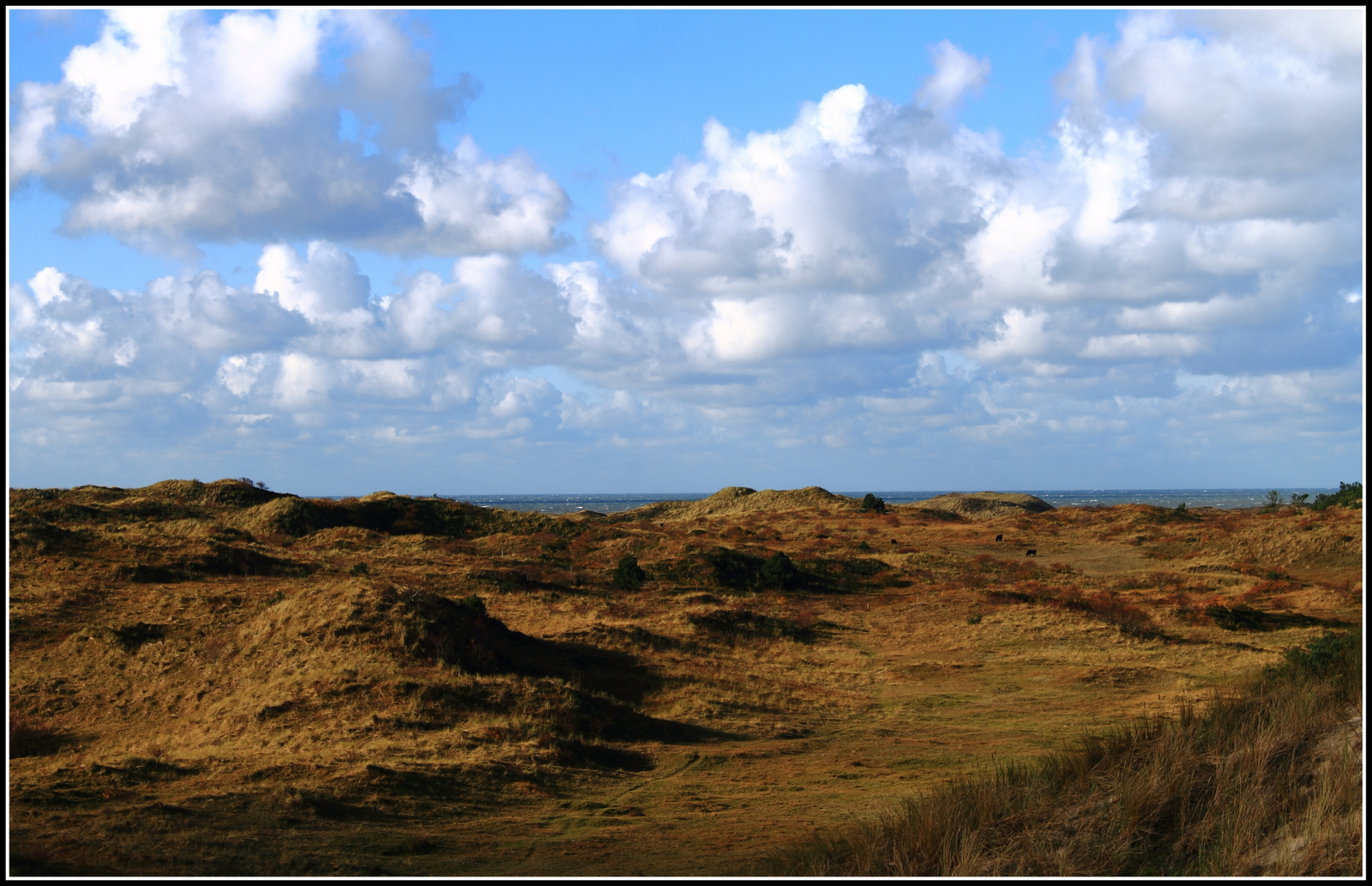 Duinen.