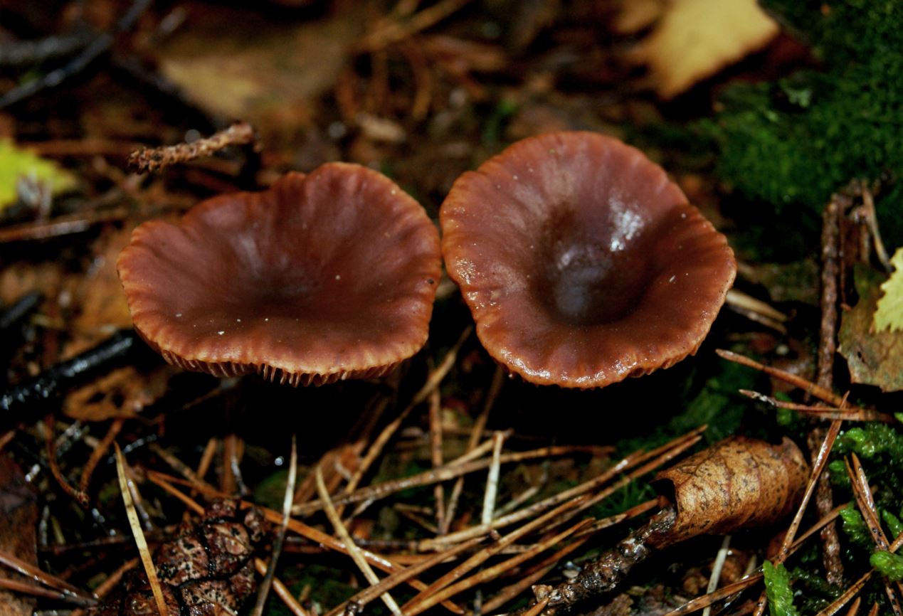 bruine paddestoelen