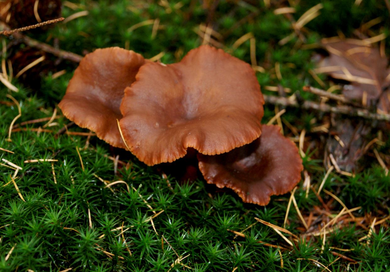 bruine paddestoelen