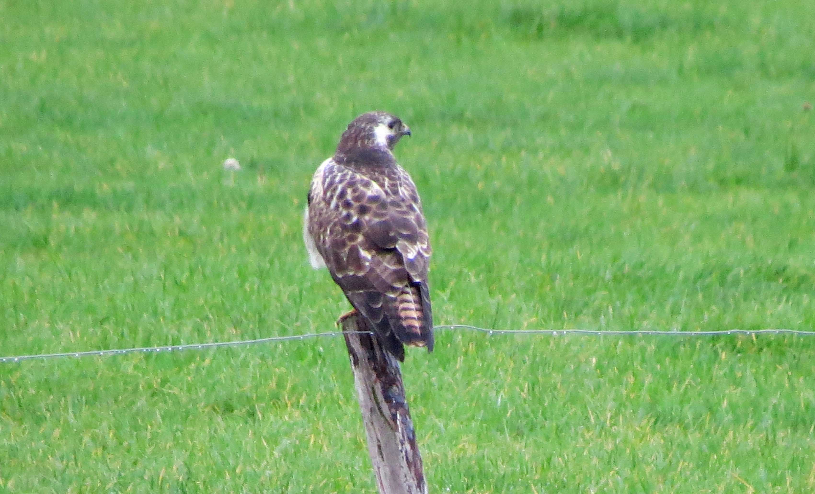 Buizerd