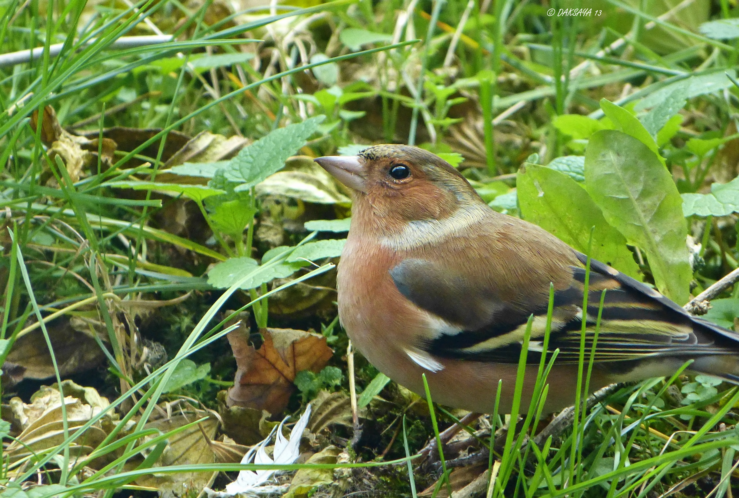 Vink (m)