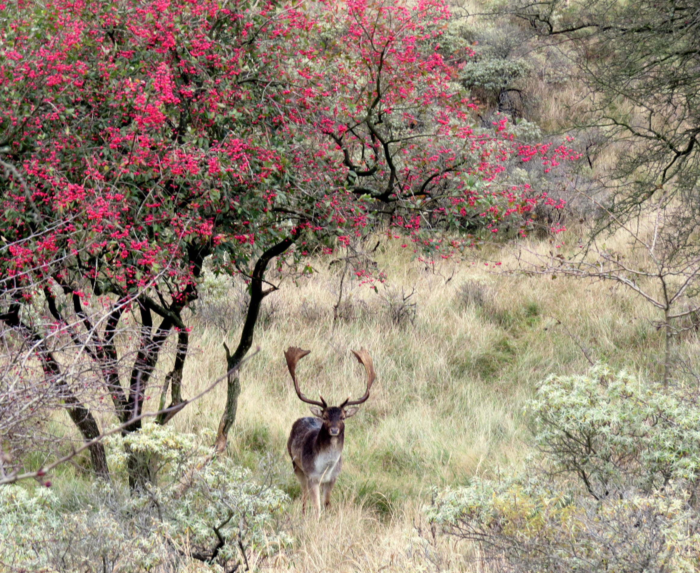 Onder de laatste bloempjes