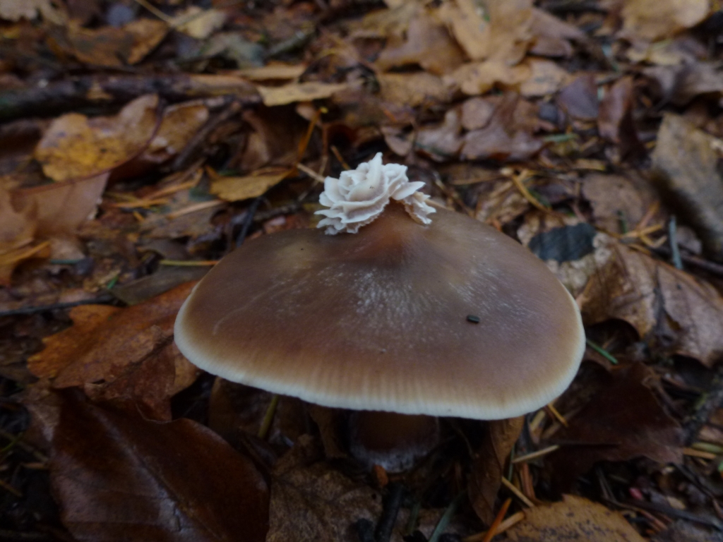 Paddestoel met "roosje"