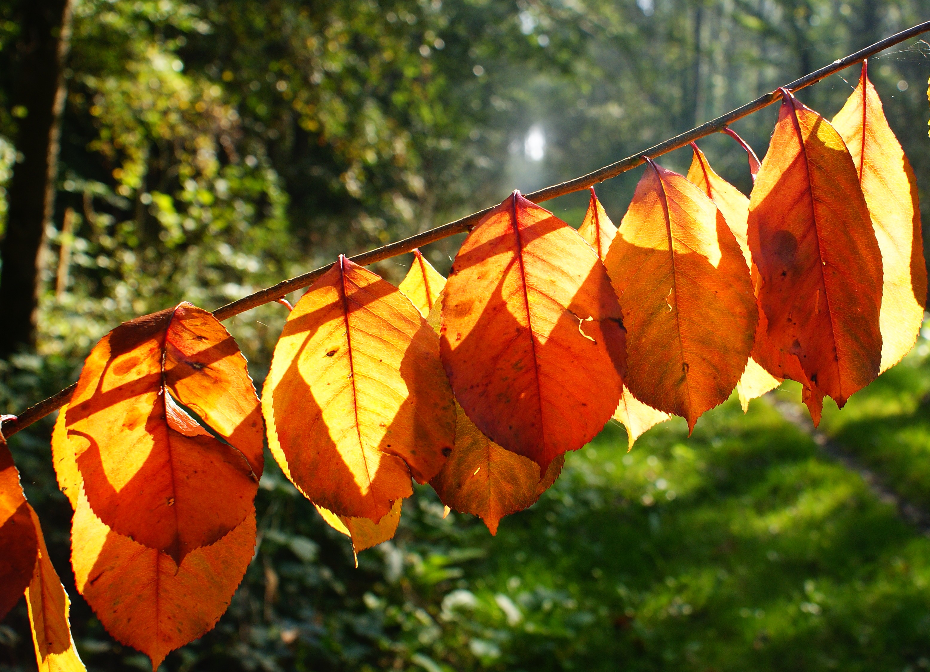waslijn van herfstblad