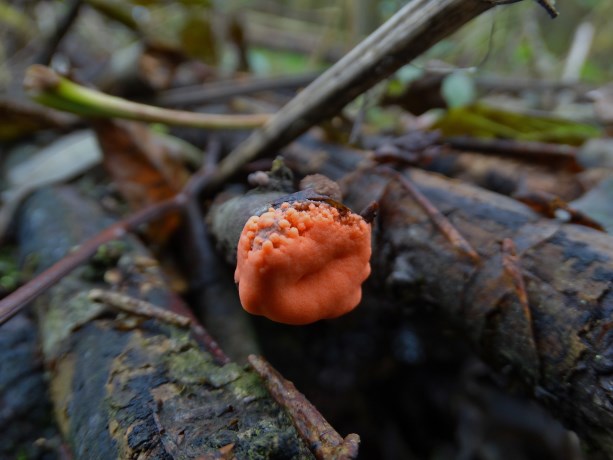 Geen idee wat dit is?