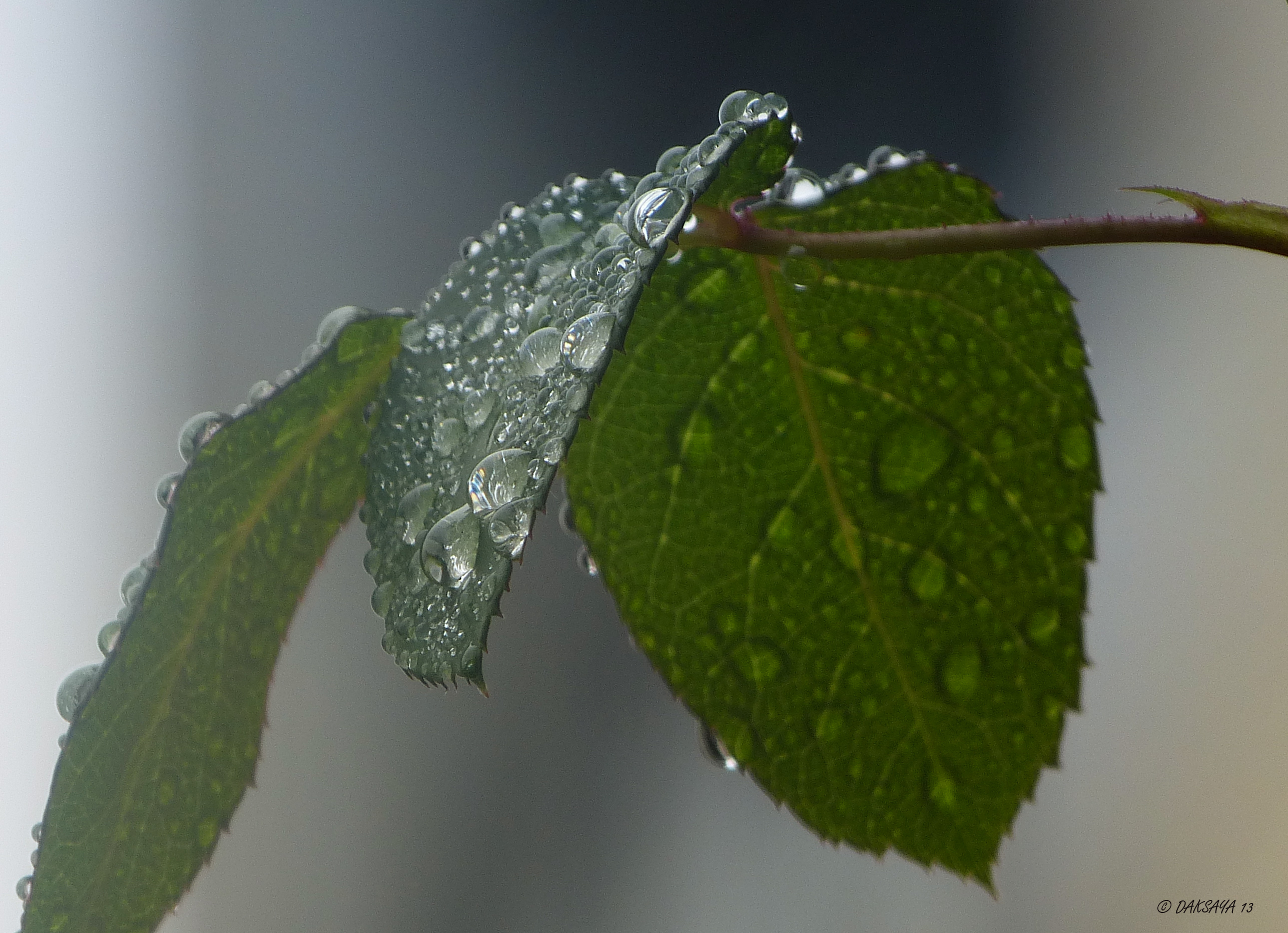 Druppels op blad van roos