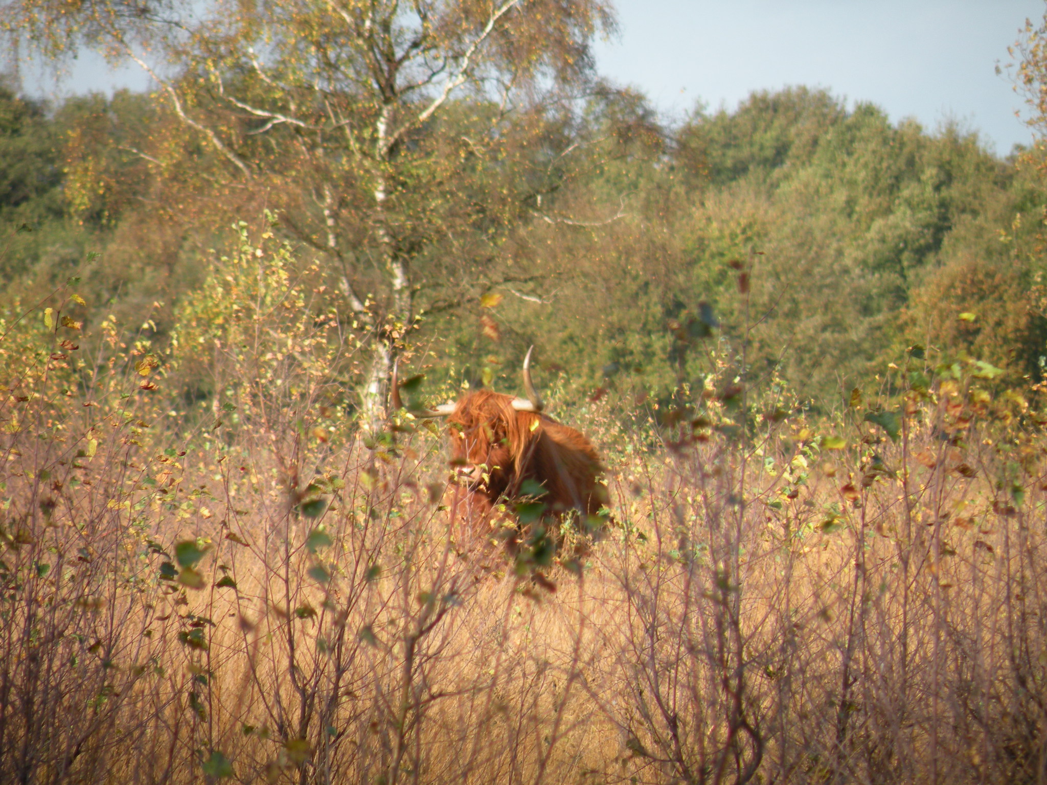 Hooglanders in het Witteveen