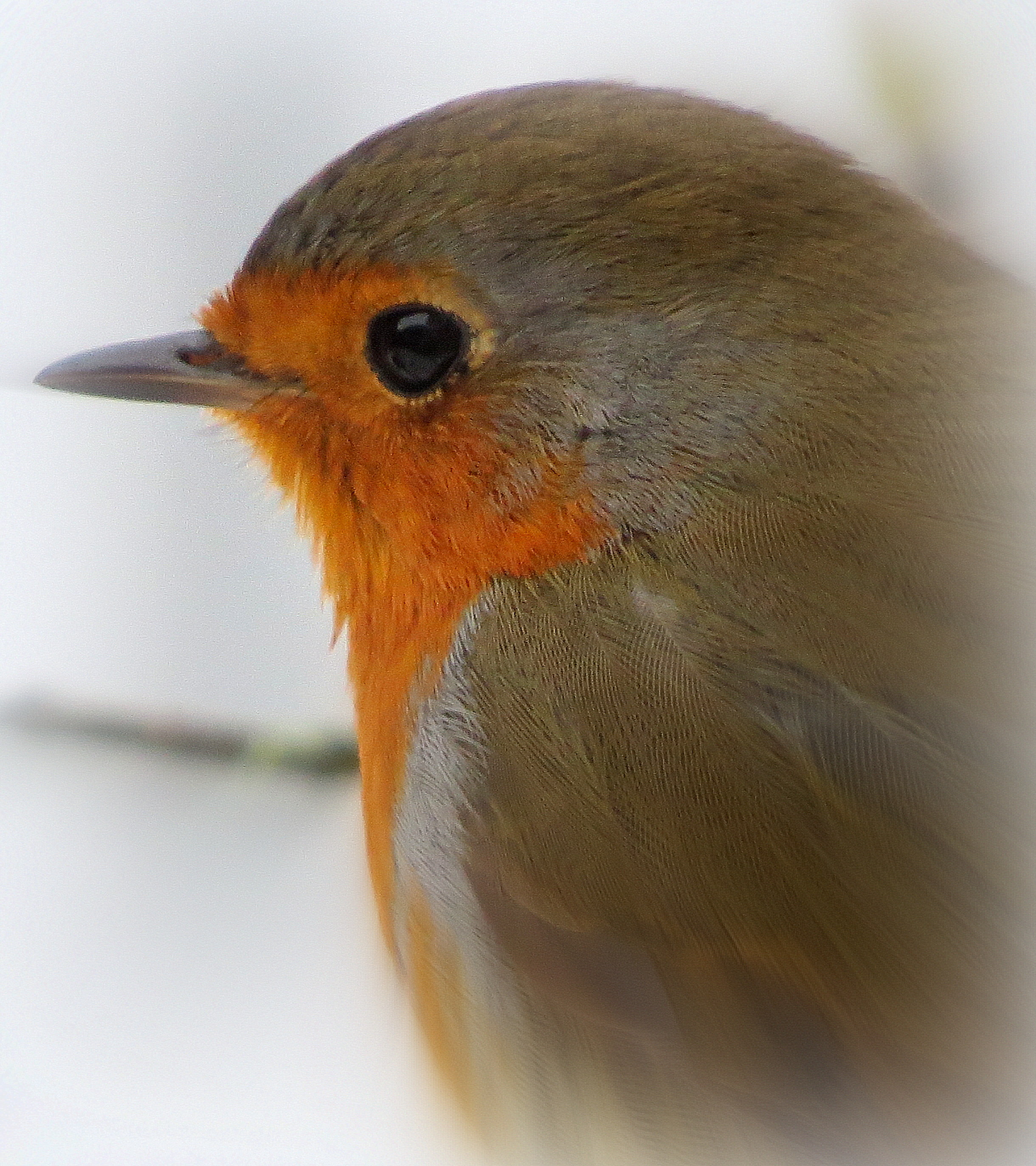 Portret van een roodborstje