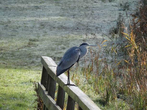 Blauwe reiger 1