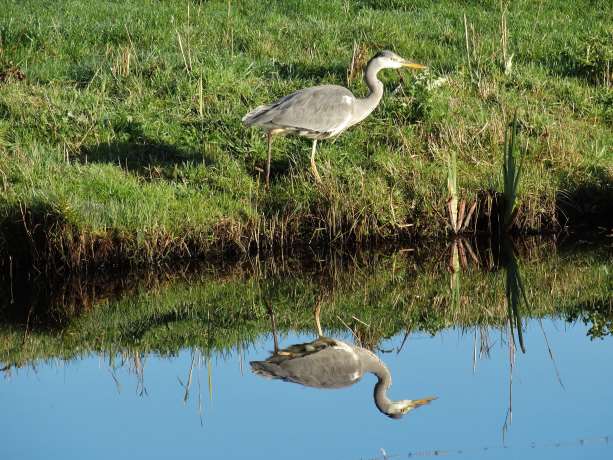 Blauwe reiger...