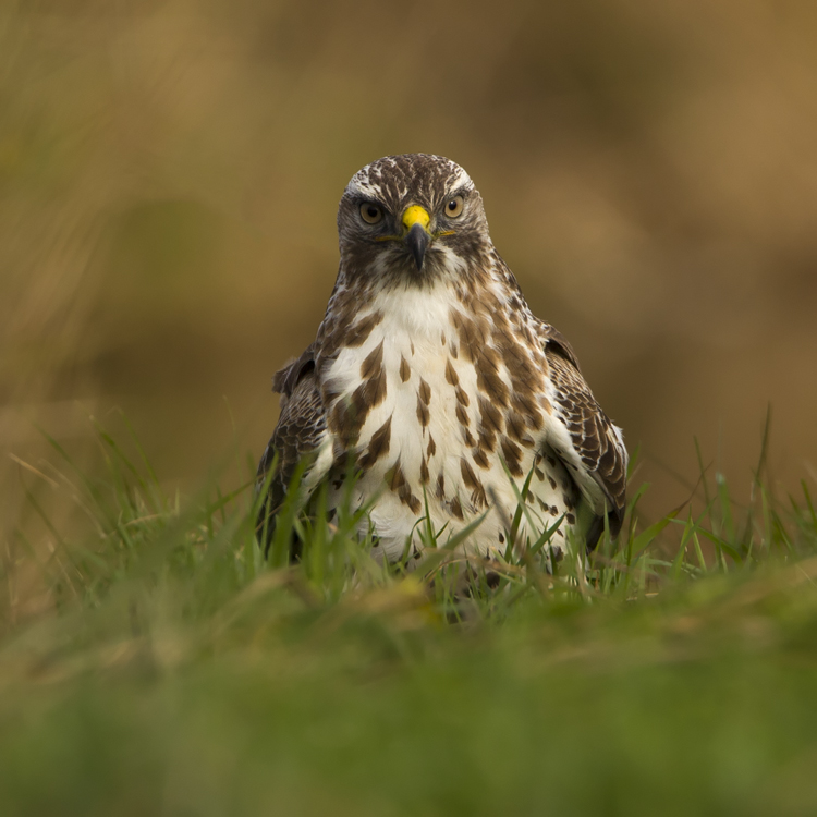 Bezige Buizerd...