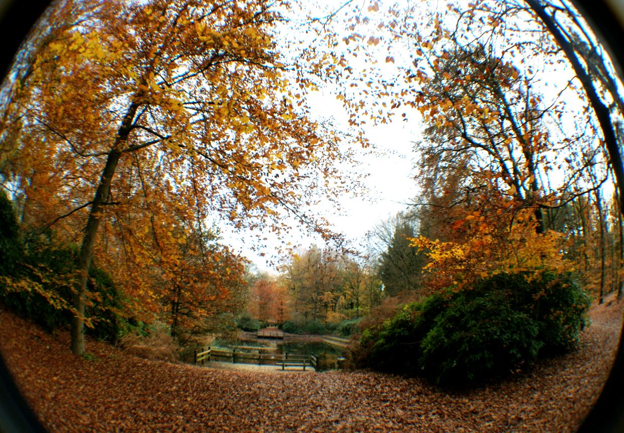 Herfst 4