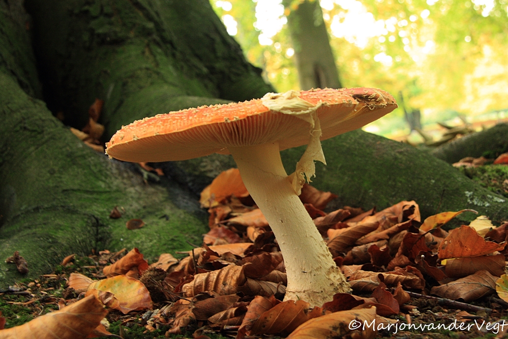 Kabouter was niet thuis