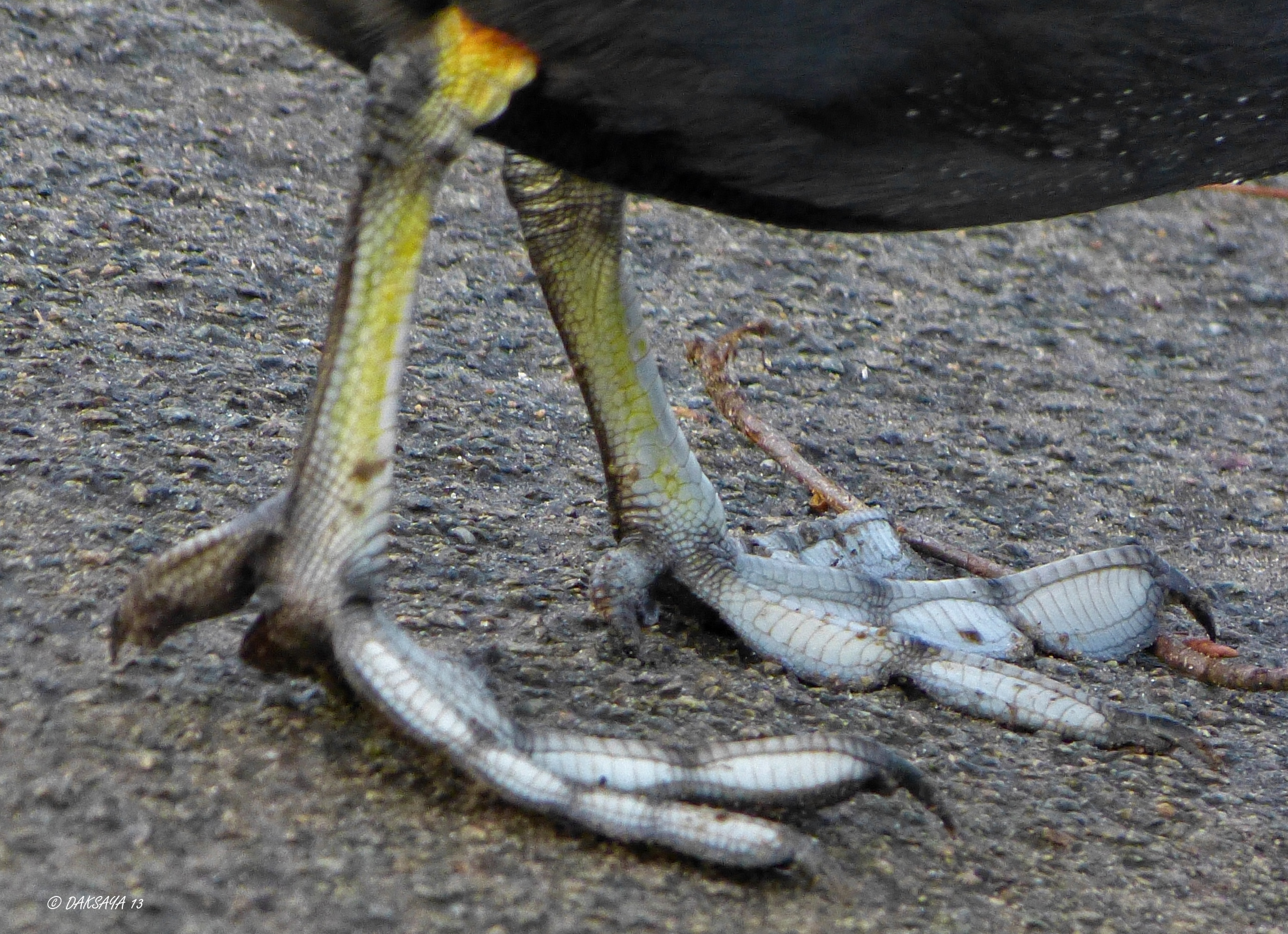 Bij welke vogel horen deze mooie voetjes?