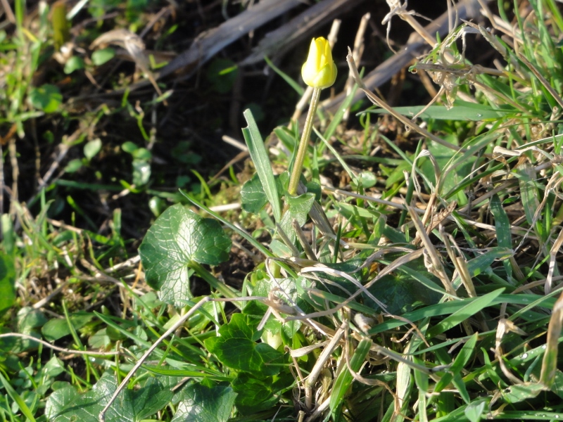 eerste/laatste speenkruid