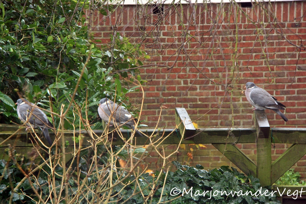 Duifies trotseren de storm