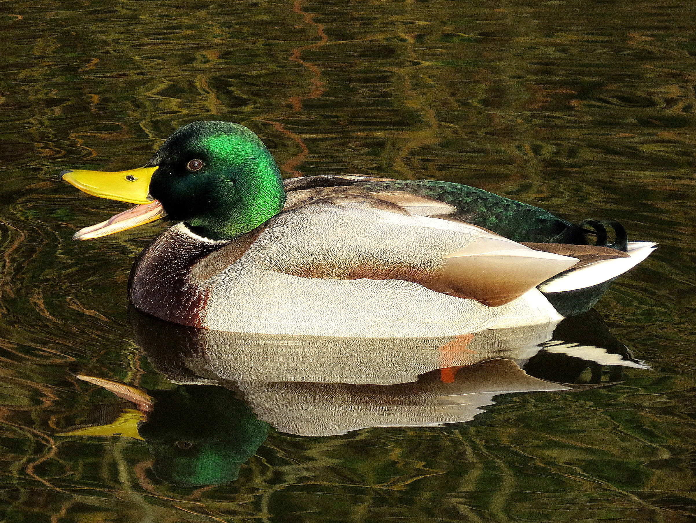 Iemand mijn vrouw gezien?