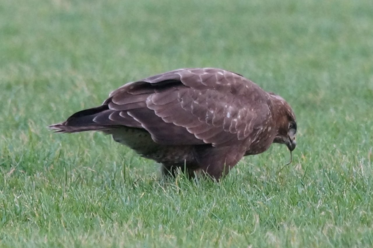 buizerd met 2