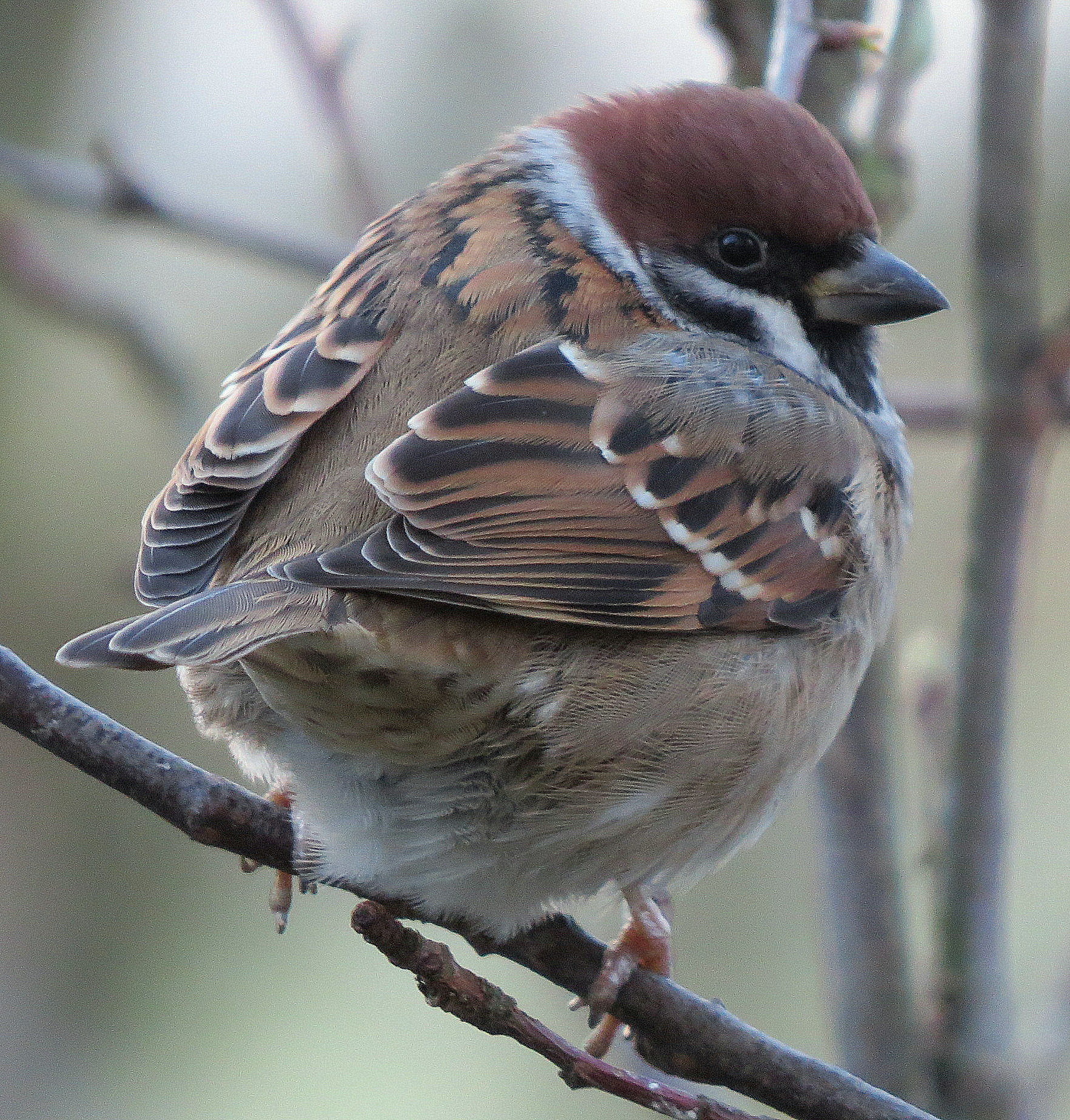 Ringmus in winterjas