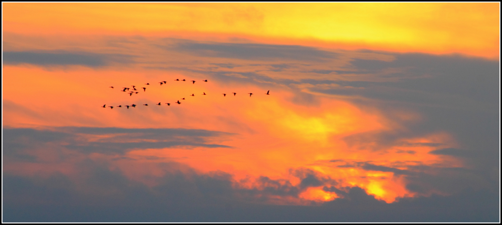 Ganzen bij zonsondergang.