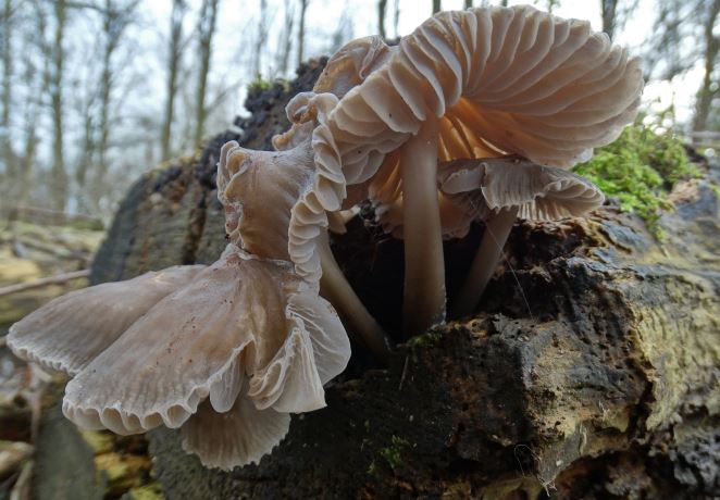 Onderkant paddenstoel 1