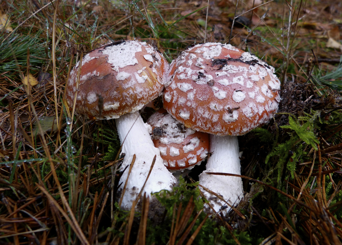 verstoppertje spelen