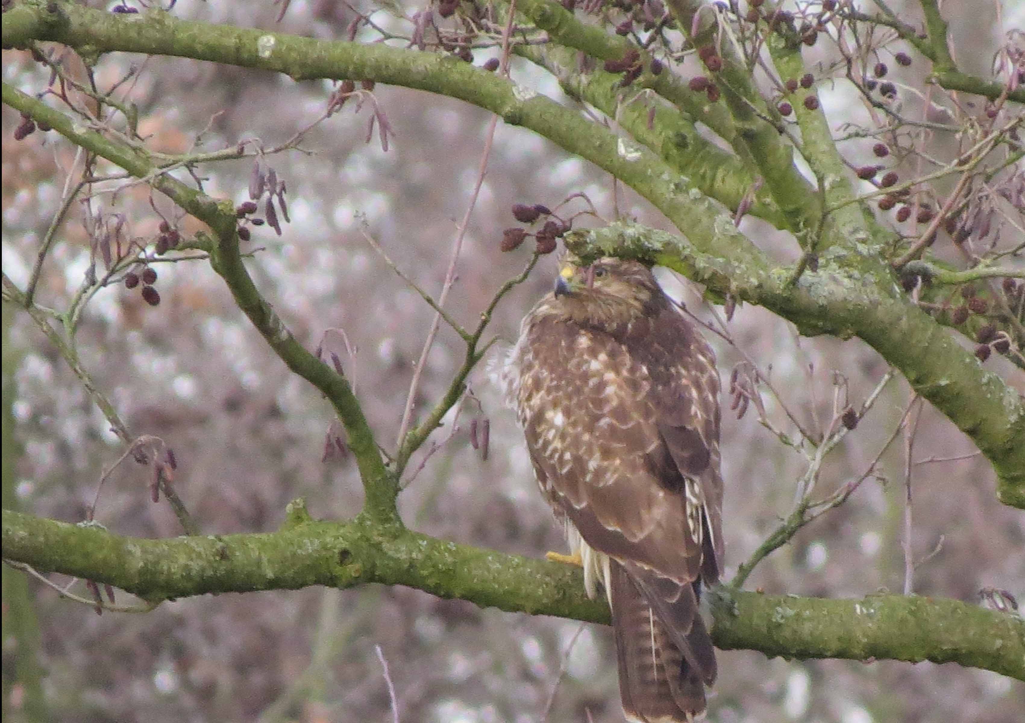 Buizerd