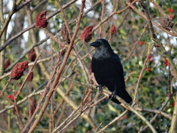 Zwarte kraai