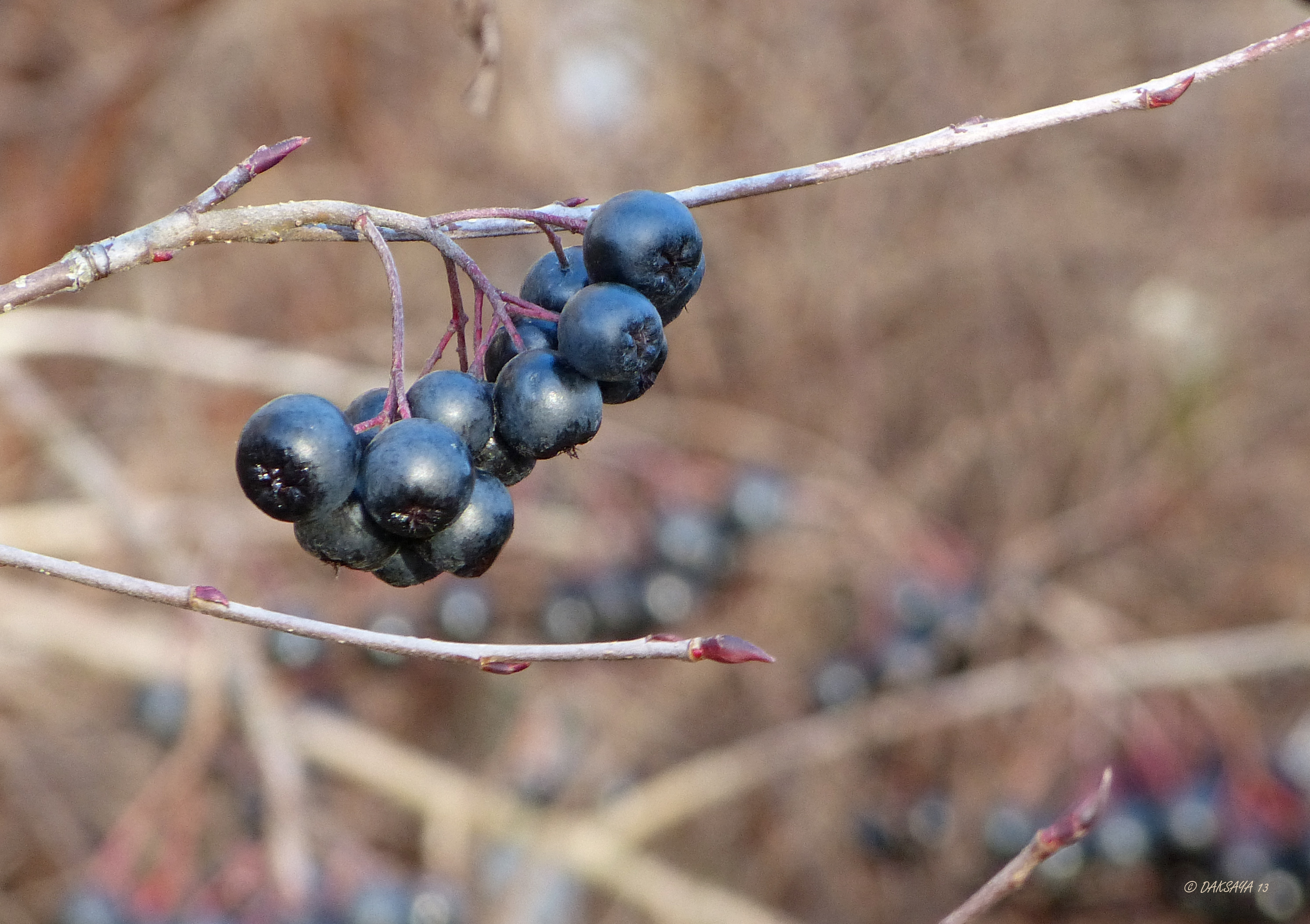 Zwarte appelbes