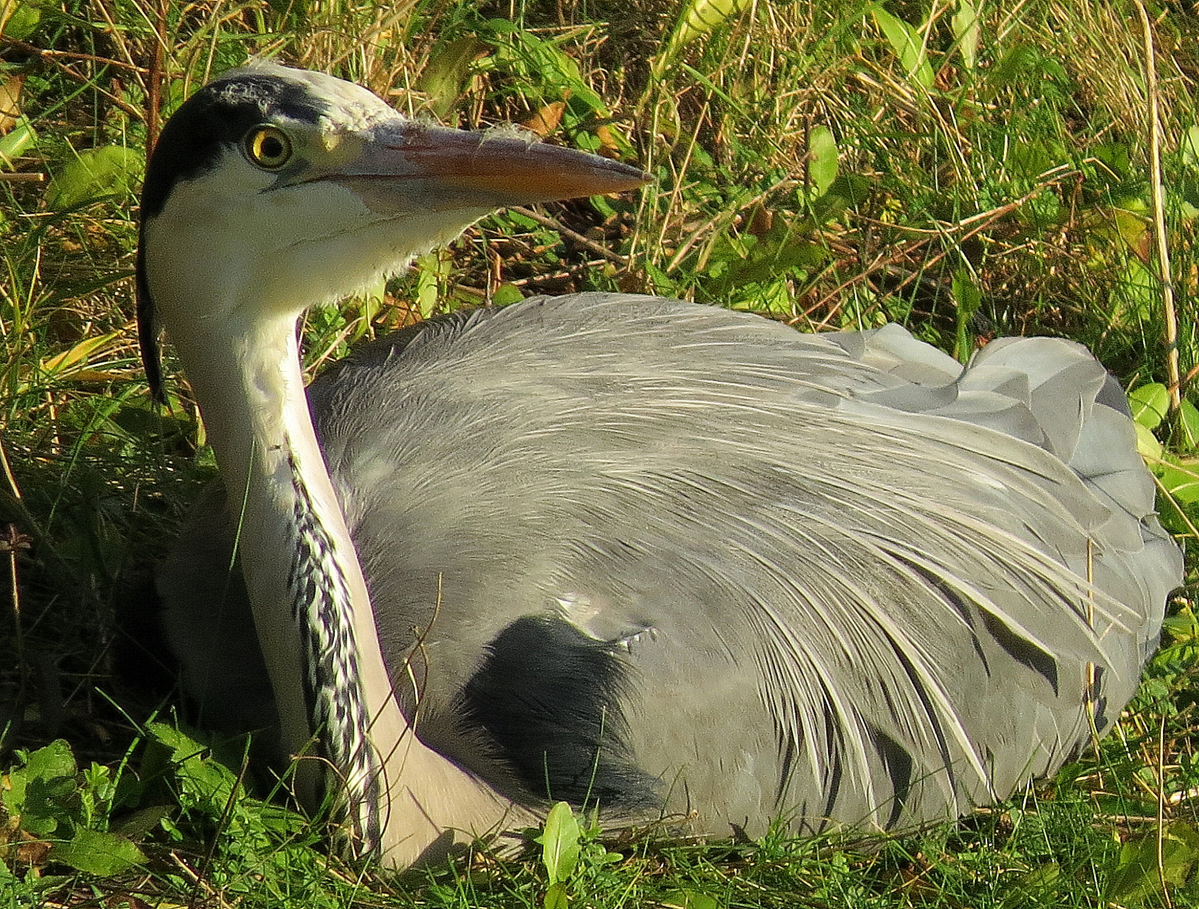 Lekker in het zonnetje