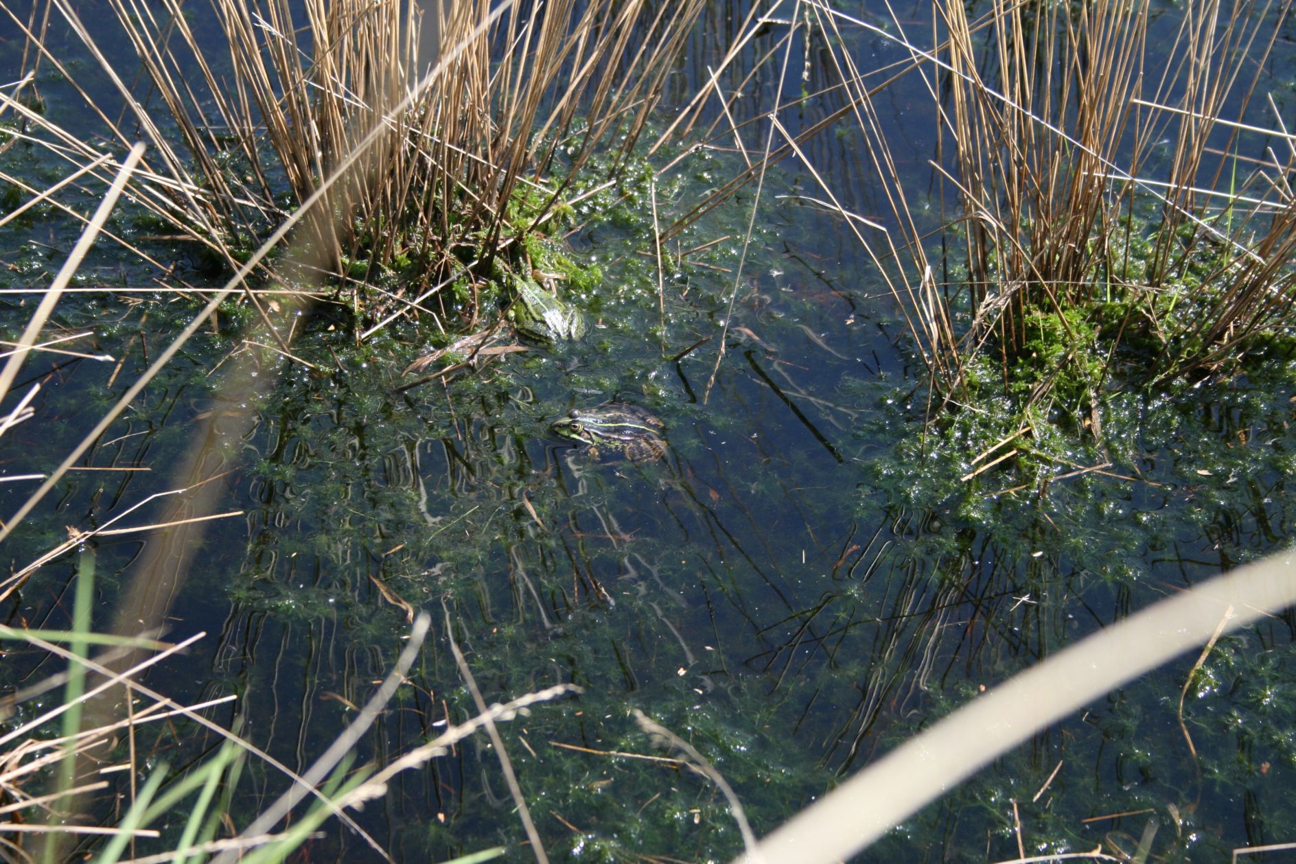 Kikkers in Bargerveen