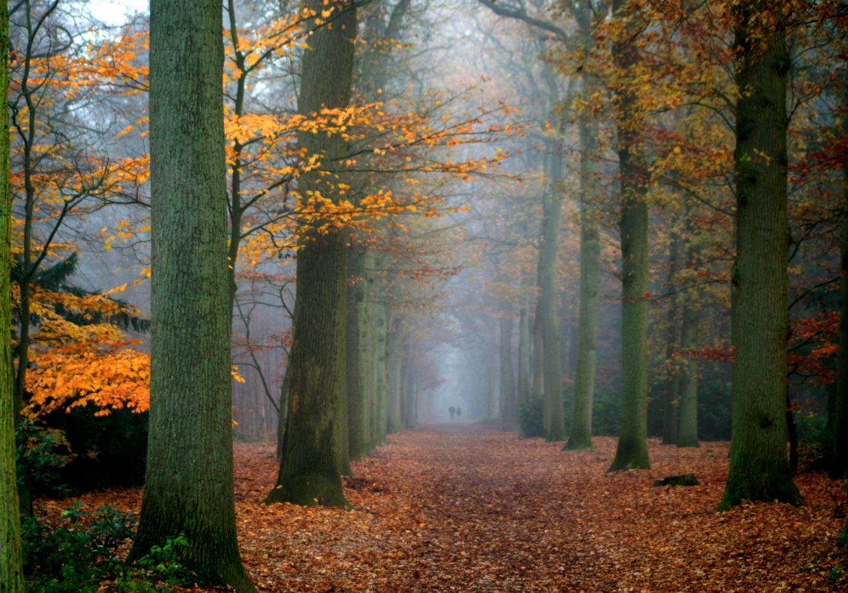 de laatste blaadjes 2