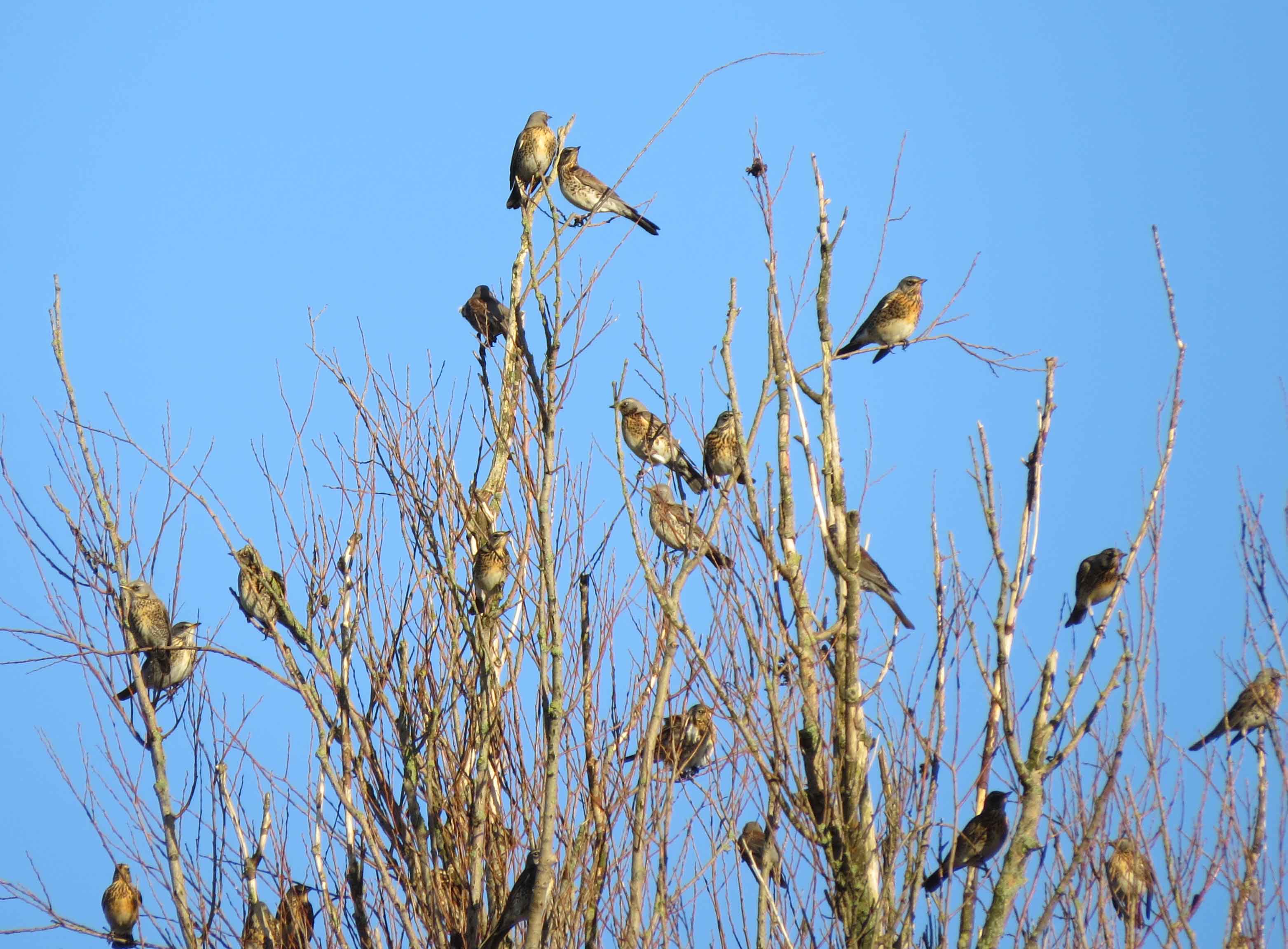 Kramsvogelboom