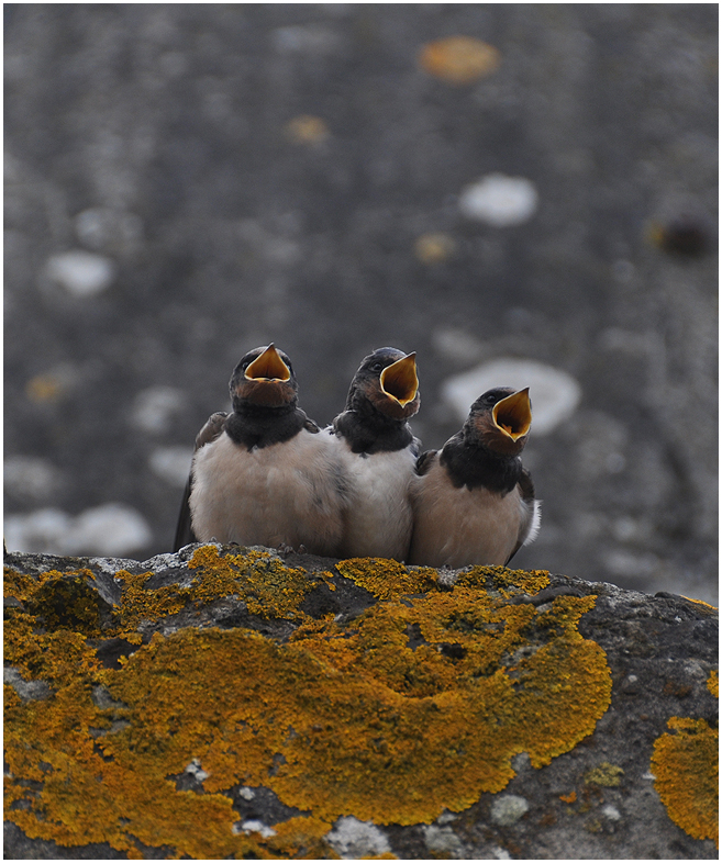 Jonge Zwaluwen op Pampus