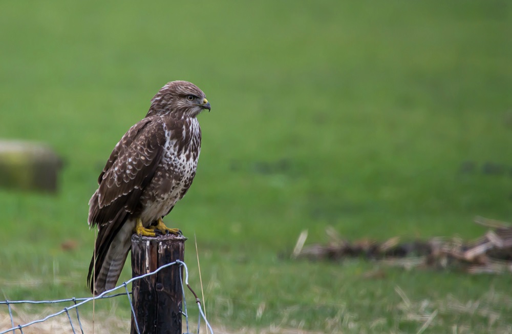 Buizerd.