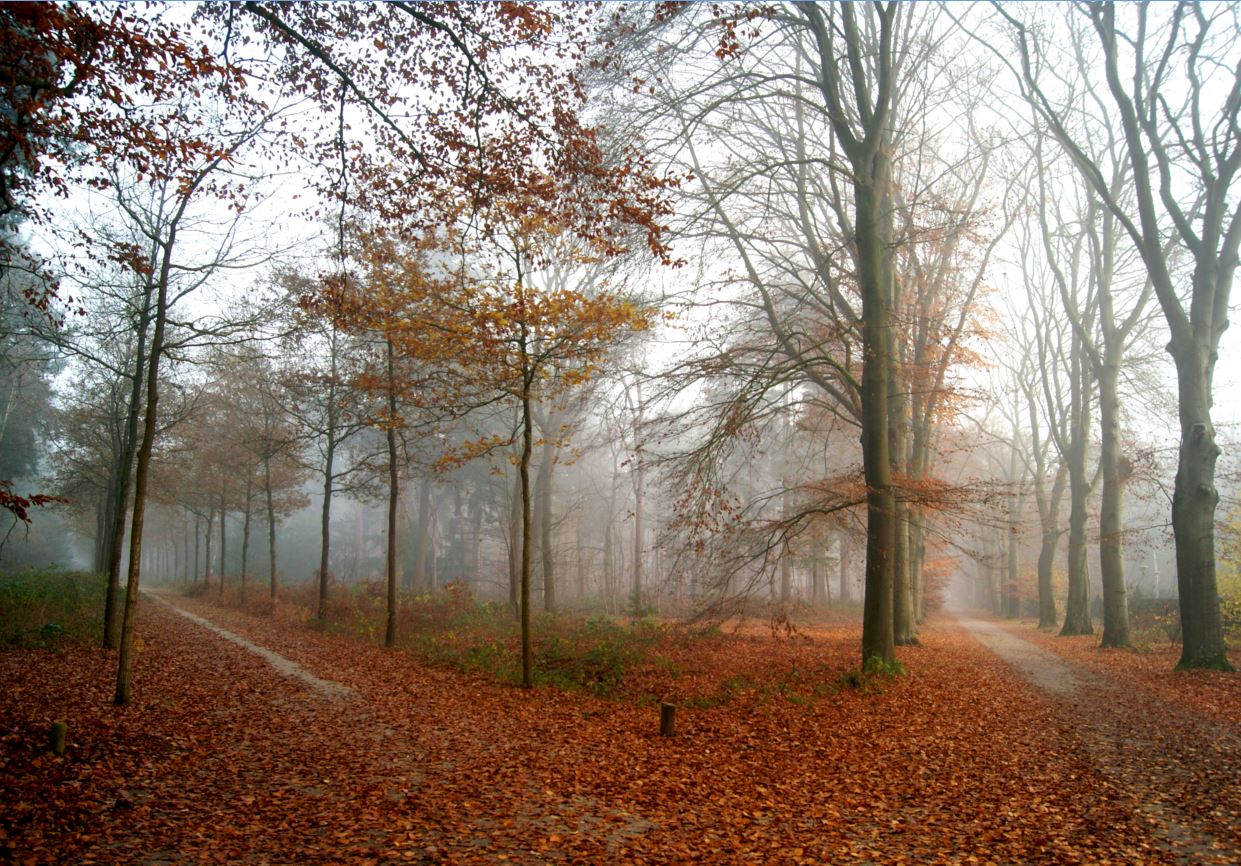 de laatste blaadjes 5